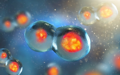 Computer rendering of a dividing cell